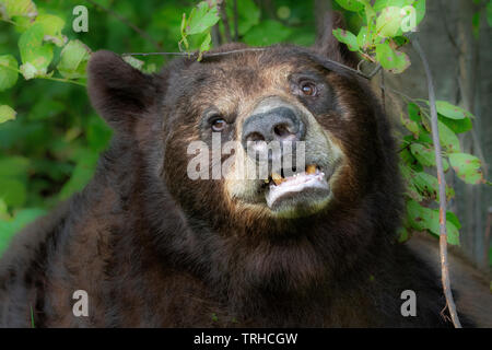 Amerikanischer Schwarzbär (Ursus americanus), Wald, östlichen Vereinigten Staaten, von Bill Lea/Dembinsky Foto Assoc Stockfoto