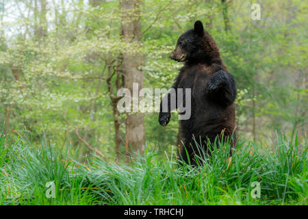 Amerikanischer Schwarzbär (Ursus americanus), Wald, östlichen Vereinigten Staaten, von Bill Lea/Dembinsky Foto Assoc Stockfoto