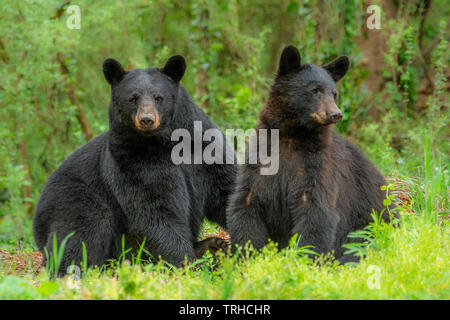 Paar amerikanischen Schwarzbären (Ursus americanus), Wald, östlichen Vereinigten Staaten, von Bill Lea/Dembinsky Foto Assoc Stockfoto