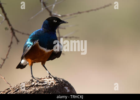 Ausgezeichnete Starling, Vogel, starrte, thront, Lila, Blau, schillernden, bunten, Ost Afrika, Afrika, Afrikanische, Federn, Gitau Kabue, dembinsky, starling Stockfoto