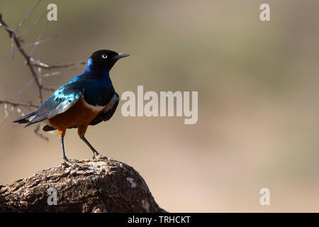 Ausgezeichnete Starling, Vogel, starrte, thront, Lila, Blau, schillernden, bunten, Ost Afrika, Afrika, Afrikanische, Federn, Gitau Kabue, dembinsky, starling Stockfoto