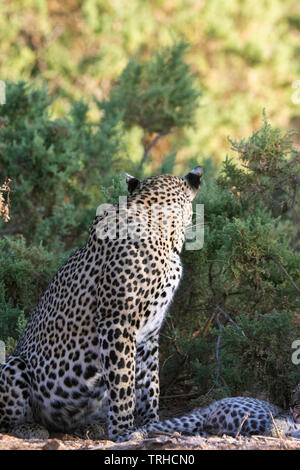 Mutter mit Jungtieren Leopard (Panthera pardus), Überschrift zu hohen Boden für die Nacht, Samburu NR, Kenia, E. in Afrika, durch Gitau Kabue/Dembinsky Foto Assoc Stockfoto