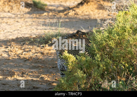 Mutter mit Jungtieren Leopard (Panthera pardus), Überschrift zu hohen Boden für die Nacht, Samburu NR, Kenia, E. in Afrika, durch Gitau Kabue/Dembinsky Foto Assoc Stockfoto