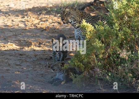 Mutter mit Jungtieren Leopard (Panthera pardus), Überschrift zu hohen Boden für die Nacht, Samburu NR, Kenia, E. in Afrika, durch Gitau Kabue/Dembinsky Foto Assoc Stockfoto