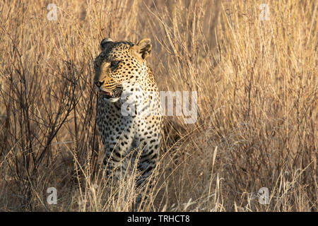 Leopard weiblichen Bewegen durch Gräser, (Panthera pardus), Samburu National Reserve, Kenia, Afrika, von Gitau Kabue/Dembinsky Foto Assoc Stockfoto