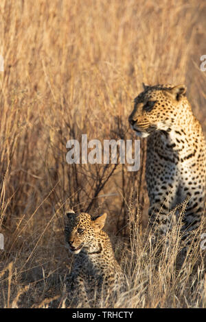 Mutter mit Jungtieren Leopard (Panthera pardus), Überschrift zu hohen Boden für die Nacht, Samburu NR, Kenia, E. in Afrika, durch Gitau Kabue/Dembinsky Foto Assoc Stockfoto