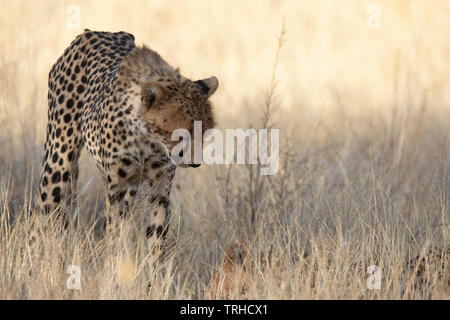 Gepard (Acinonyx jubatus), Samburu National Reserve, Kenia, E. in Afrika, durch Gitau Kabue/Dembinsky Foto Assoc Stockfoto