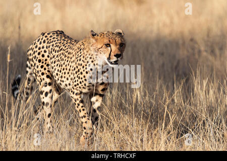 Gepard (Acinonyx jubatus), Samburu National Reserve, Kenia, E. in Afrika, durch Gitau Kabue/Dembinsky Foto Assoc Stockfoto