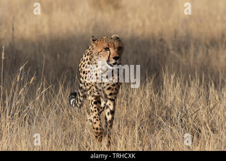 Gepard (Acinonyx jubatus), Samburu National Reserve, Kenia, E. in Afrika, durch Gitau Kabue/Dembinsky Foto Assoc Stockfoto