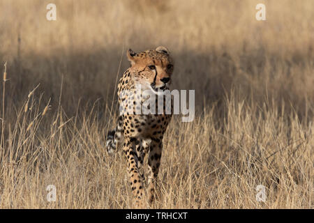 Gepard (Acinonyx jubatus), Samburu National Reserve, Kenia, E. in Afrika, durch Gitau Kabue/Dembinsky Foto Assoc Stockfoto