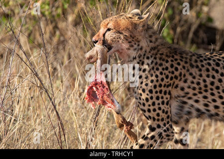 Gepard (Acinonyx jubatus), bleibt der jungen Gerenuk, Samburu National Reserve, Kenia, E. in Afrika, durch Gitau Kabue/Dembinsky Foto Assoc Stockfoto