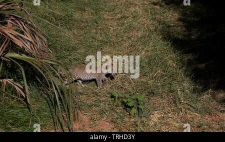 Leopard cub Bewegen durch Sträucher entlang der Flussufer (Panthera pardus), Samburu National Reserve, Kenia, Afrika, durch Dembinsky Foto Assoc Stockfoto