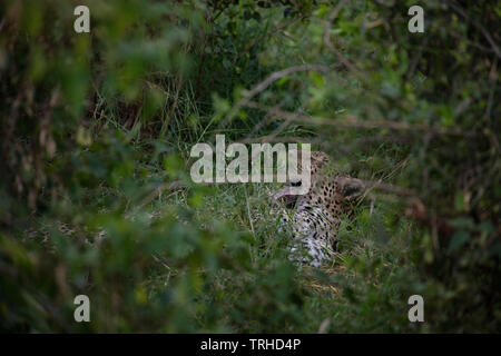 Leopard Mutter mit Jungtieren ausgeblendet (Panthera pardus), Samburu National Reserve, Kenia, Afrika, durch Dembinsky Foto Assoc Stockfoto