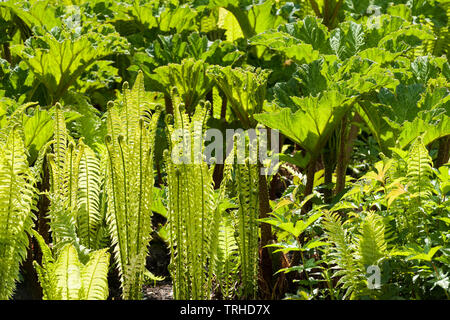 Bild von Farnen und gunneras mit Hintergrundbeleuchtung Stockfoto