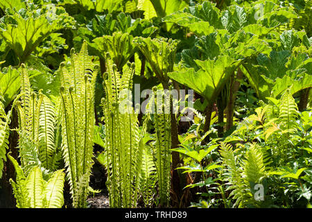 Bild von Farnen und gunneras mit Hintergrundbeleuchtung Stockfoto