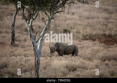 Südliches Breitmaulnashorn ((Rhinocerotidae)), Kenia, Ostafrika, von Dembinsky Foto Associates Stockfoto