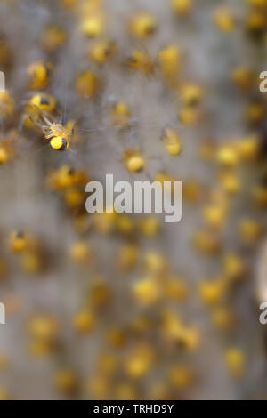 Baby Garten spinnen, Araneus diadematus oder Kreuz orbweaver. Stockfoto