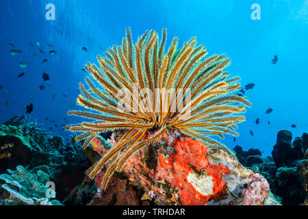 Buschige Federsterne im Korallenriff, Comaster schlegeli, Tufi, Solomon Sea, Papua-Neuguinea Stockfoto