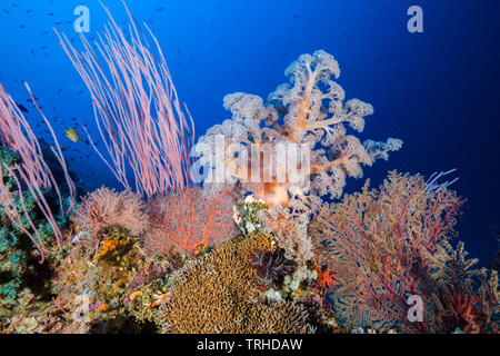 Artenreiches Korallenriff, Tufi, Solomon Sea, Papua-Neuguinea Stockfoto