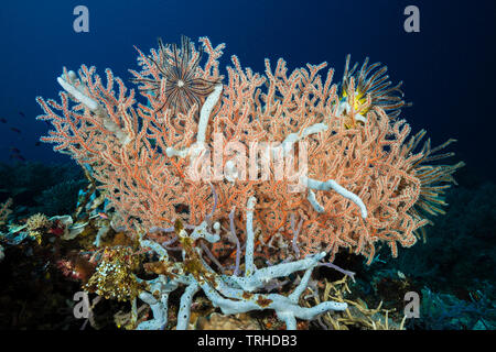 Artenreiches Korallenriff, Tufi, Solomon Sea, Papua-Neuguinea Stockfoto