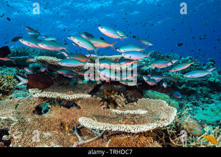 Shoal von Neon über Reef, Pterocaesio tile, Tufi, Solomon Sea, Papua-Neuguinea füsilier Stockfoto