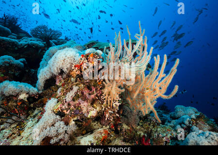 Artenreiches Korallenriff, Tufi, Solomon Sea, Papua-Neuguinea Stockfoto