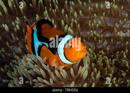 Clown, Anemonenfischen Amphiprion percula, Tufi, Solomon Sea, Papua-Neuguinea Stockfoto
