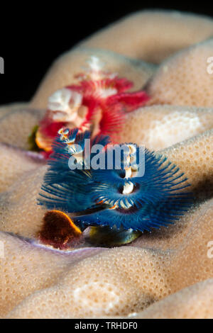 Christmas-Tree-Worm, Spirobranchus giganteus, Tufi, Solomon Sea, Papua-Neuguinea Stockfoto