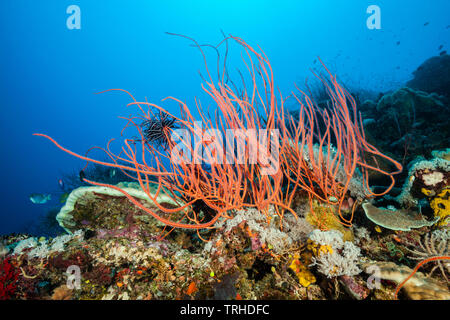 Peitschenkorallen in Coral Reef, Ellisella ceratophyta, Tufi, Solomon Sea, Papua-Neuguinea Stockfoto