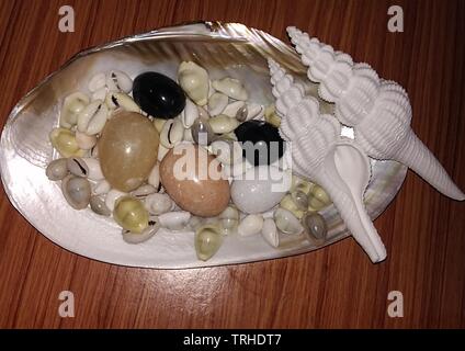 Vielzahl von Oceanic Objekte in einem Pearl Shell. Es enthält oval marmoriert von Weiß, Schwarz und Sandy Braun, zwei weiße lange Muscheln und viele mini Shell Stockfoto