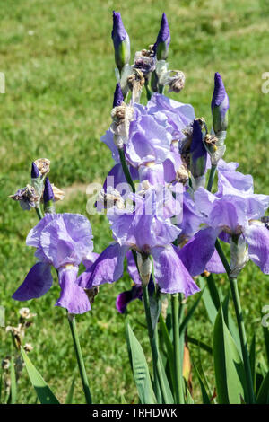 Iris pallida Sweet Iris Perennial blau irises Dalmatinische Iris Stockfoto