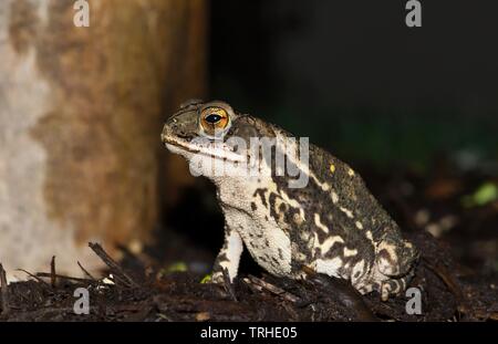 Ein Gulf Coast Kröte (Incilius valliceps) sitzen auf einige Garten Mulch durch ein Crepe Myrtle Baum während der heißen und feuchten Nacht in Houston, TX. Stockfoto