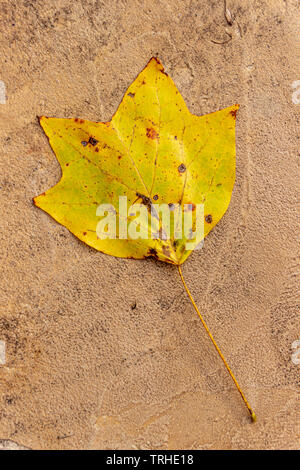 Einen goldenen und orange Blatt von einem Tulip poplar Tree liegt auf einer strukturierten Oberfläche im Herbst. Stockfoto