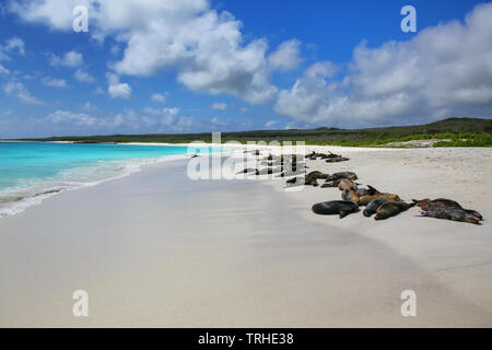 Gruppe von Galapagos Seelöwen ruht auf Sandstrand in Gardner Bay, Espanola Island, Galapagos, Ecuador. Diese seelöwen ausschließlich bre Stockfoto