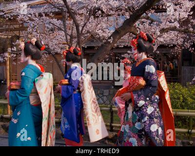 Eine Gruppe von Maiko oder Lehrling Geisha in ihren traditionellen farbenfrohen Kostüm oder Kimono. Geisha durch traditionelle Kunst der Tanz und Gesang unterhalten Stockfoto