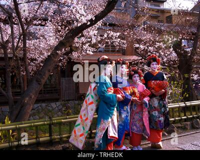 Eine Gruppe von Maiko oder Lehrling Geisha in ihren traditionellen farbenfrohen Kostüm oder Kimono. Geisha durch traditionelle Kunst der Tanz und Gesang unterhalten Stockfoto