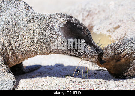 In der Nähe der Galapagos Seelöwen küssen, Espanola Island, Galapagos, Ecuador. Diese seelöwen ausschließlich Rasse auf Galapagos. Stockfoto