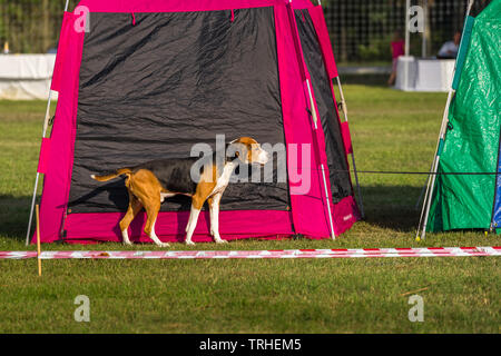 Hund Beagle, Die helle Zelte auf dem Gras in einer warmen und sonnigen Sommer Abend Stockfoto