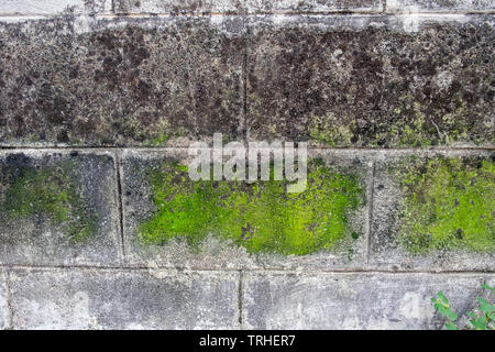 Wand weißen Stein schmutzig Flechten mit grünem Moos wayside Fleck Stockfoto
