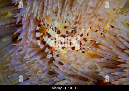 Auf einem Korallenriff in Indonesien paar Coleman's Garnelen, Periclimenes colemani, leben symbiotisch zu den giftigen Stacheln eines Seeigels. Stockfoto