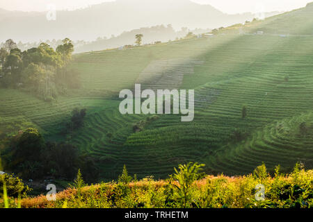 Reis terrasse Sonnenlicht glänzen bei Sonnenuntergang in Doi mon Marmelade, Chiang Mai, Thailand Stockfoto