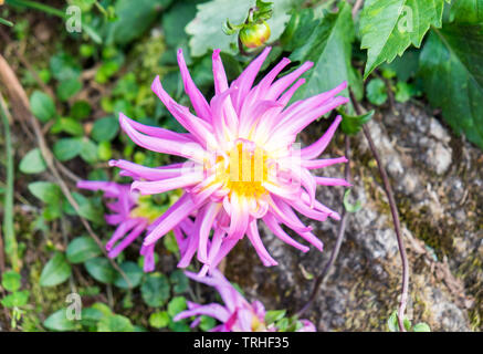 Dahlie Blume Rosa und Weiß auf gelb Pollen Stockfoto