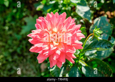 Rosa blühenden grünen Blatt im Garten Stockfoto
