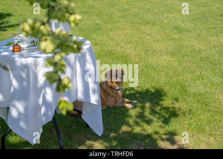 Idyllische warmen Frühling Morgen im Garten: Serviert Tisch mit weißer Tischdecke hinter den Zweigen, den Hund im Schatten auf dem Rasen liegt Stockfoto