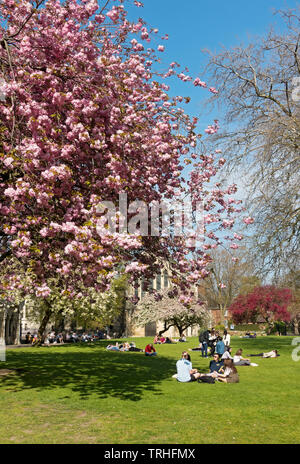 Kirschblütenbaum und Leute, die draußen sitzen und sich entspannen park Grasgarten im Frühling Sonnenschein Deans Park York North Yorkshire England Großbritannien Stockfoto