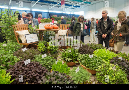 Menschen, die Pflanzen auf der Spring Flower Show sehen Harrogate North Yorkshire England UK Großbritannien GB Großbritannien Stockfoto