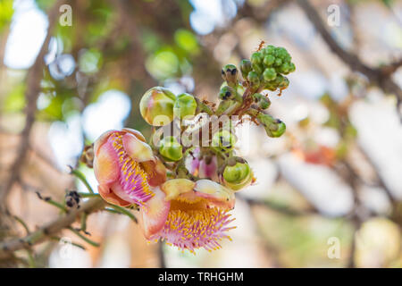 Close up Cannonball Baum Blumen, Couroupita guianensis, Couroupita guianensis Aubl Blume Stockfoto