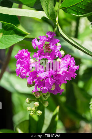 Lila von crape Myrtle Queen's Flower auf Zweig Stockfoto