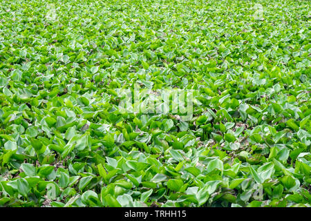 Wasserhyazinthe grün viel im Fluss Creek Stockfoto