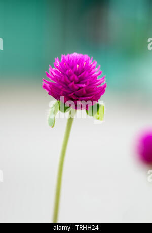 Globus Amaranth, Bachelor- Taste, bis in der Nähe lila violette Blume stehend Stockfoto